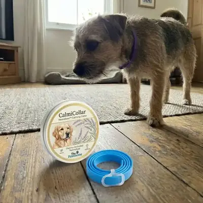 Dog standing beside a CalmiCollar tin and blue collar