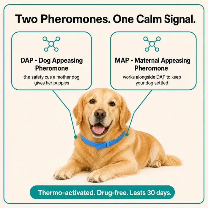 CalmiCollar infographic showing the DAP and MAP pheromones in its blend
